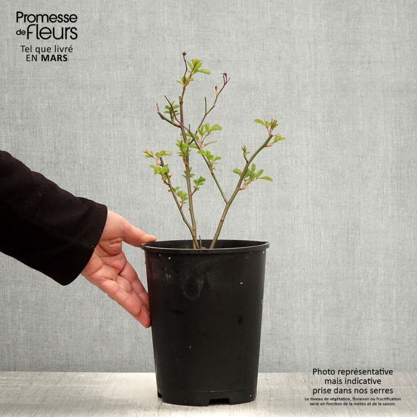 Exemplaar van Rosa moschata Vif Eclat - Muskusroos Pot van 4 l/5 l zoals geleverd in de lente