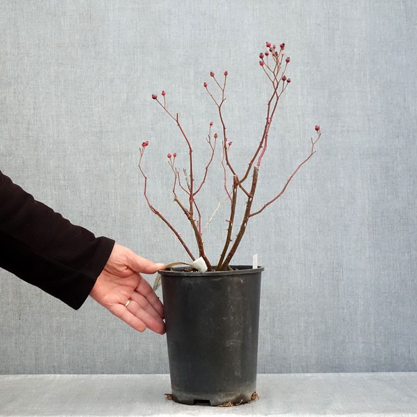 Exemplaar van Rosa Violet Hood - Polyantharoos Pot van 4 l/5 l zoals geleverd in de herfst