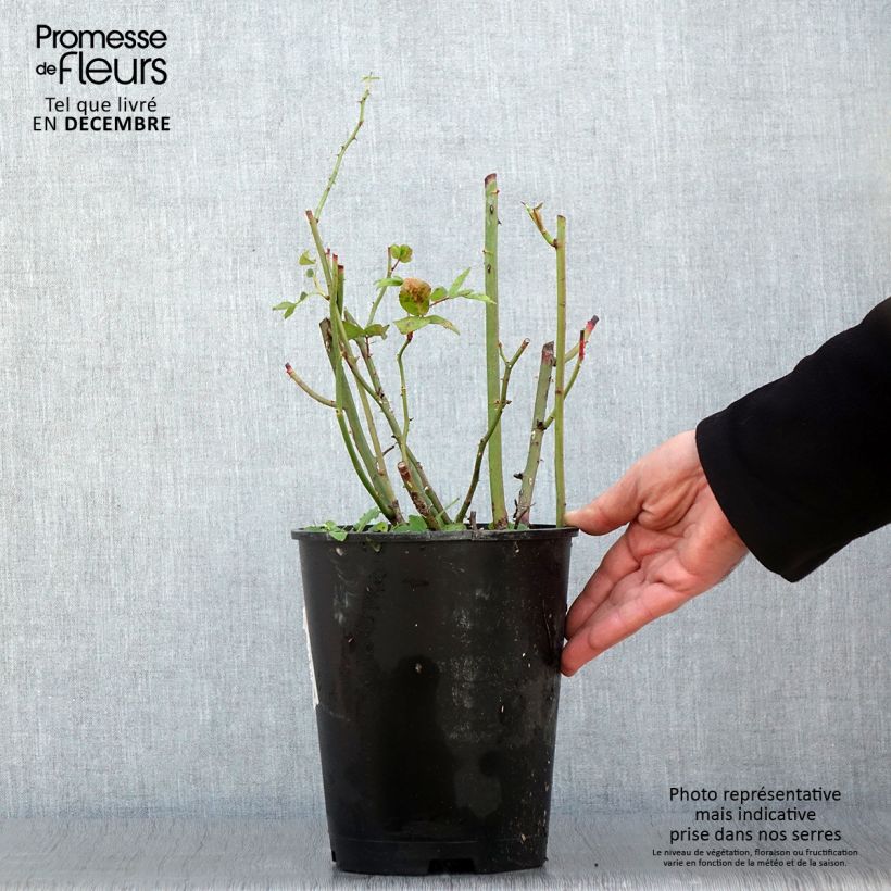 Exemplaar van Rosier arbustif Waterloo Pot de 4L/5L zoals geleverd in de herfst
