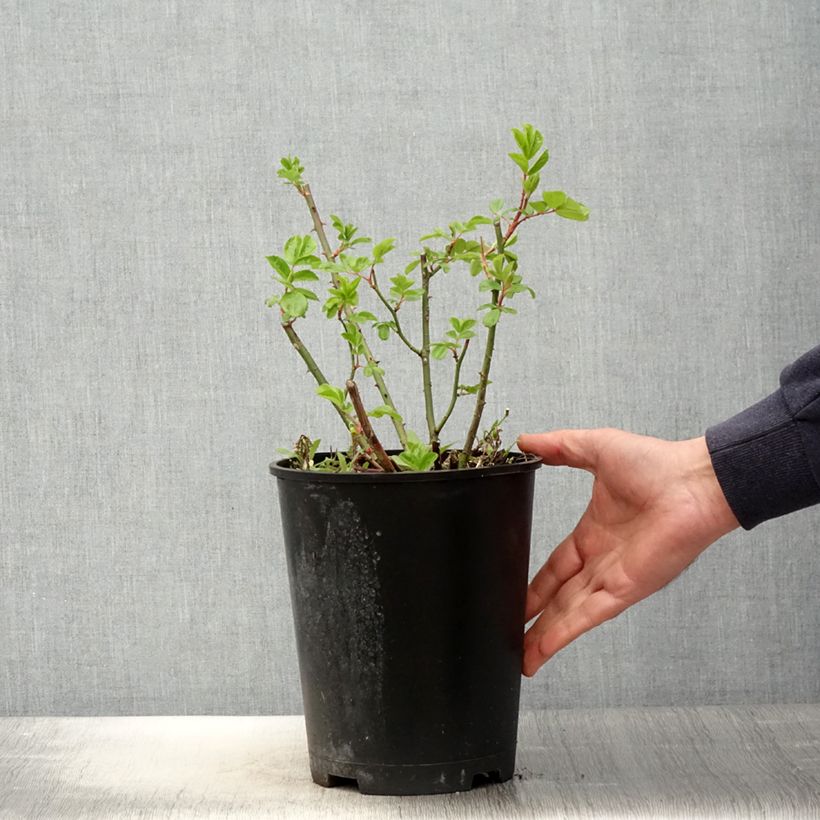 Exemplaar van Rosa moschata Waterloo - Muskusroos Pot van 4 l/5 l zoals geleverd in de lente