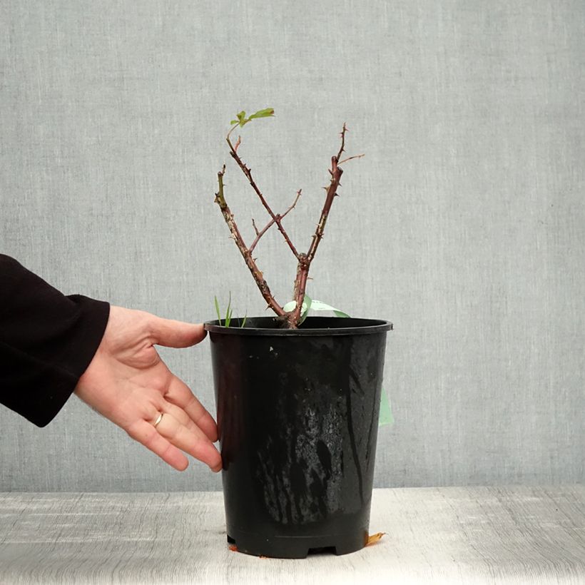 Exemplaar van Rosa Westerland - Polyantharoos Pot van 4 l/5 l zoals geleverd in de herfst