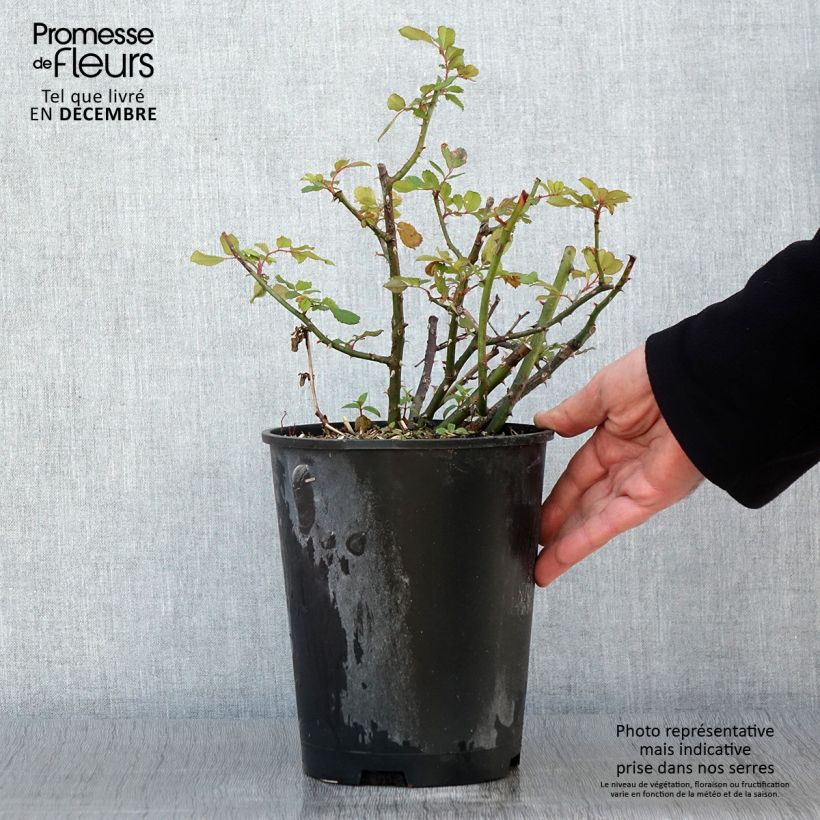 Exemplaar van Rosa moschata White Magic - Muskusroos Pot van 4 l/5 l zoals geleverd in de herfst