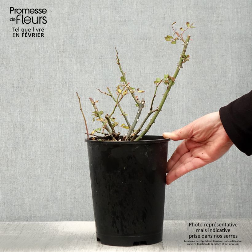 Example of Rosier arbustif White Magic Pot van 4 l/5 l as you get in hiver