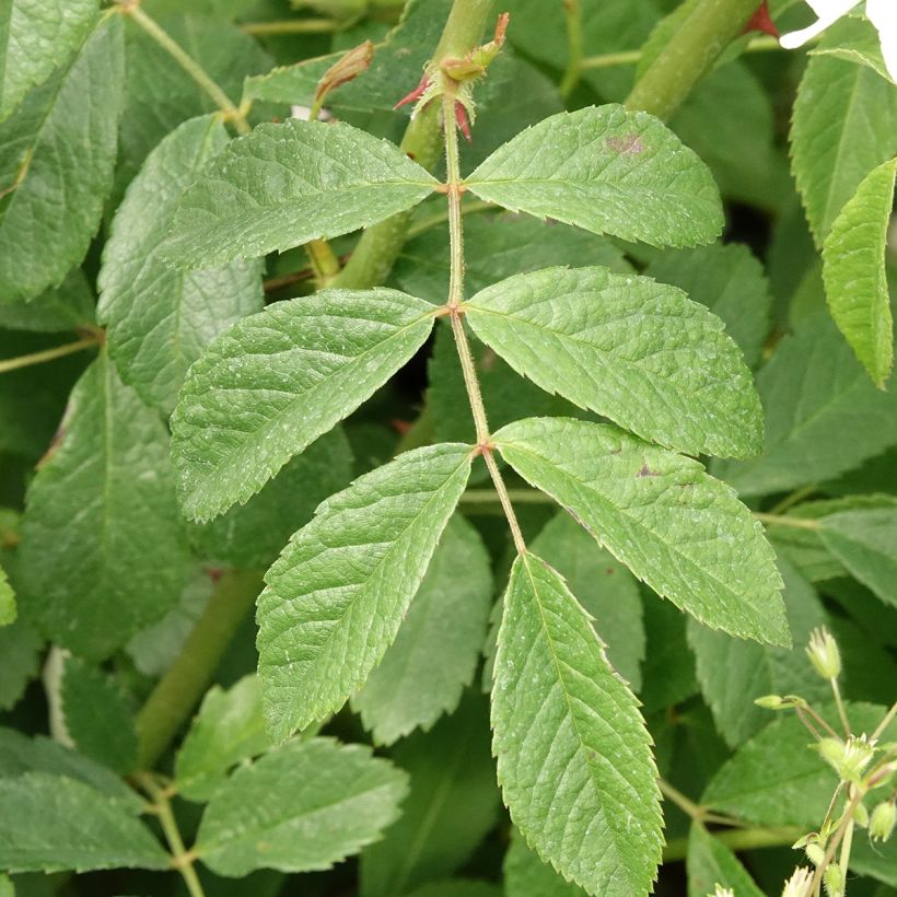 Rosa moschata White Magic - Muskusroos (Blad)
