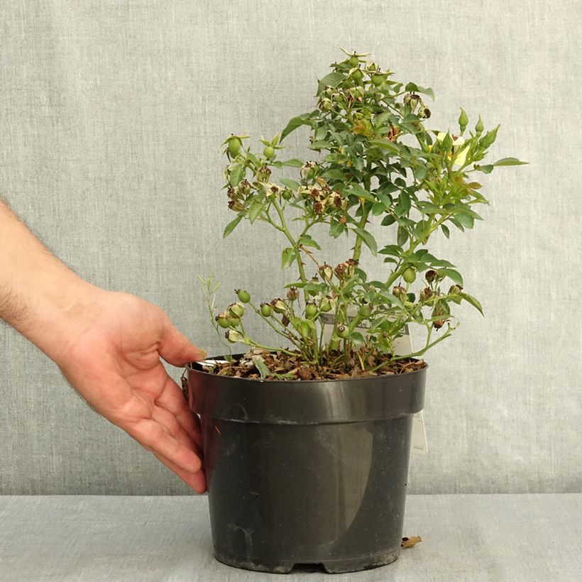 Exemplaar van Rosier Bee Gold Pot de 3L/4L zoals geleverd in de zomer