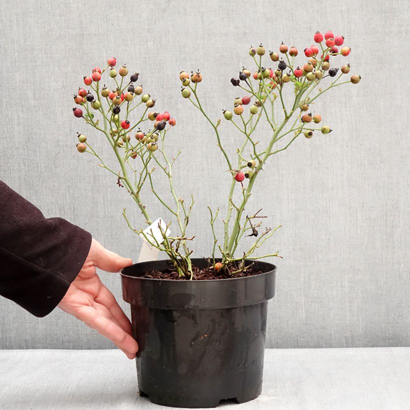 Exemplaar van Rosier Bee Gold Pot van 3 l/4 l zoals geleverd in de winter