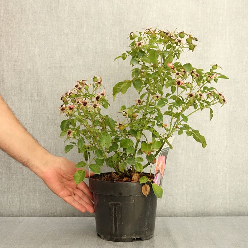 Exemplaar van Rosier Bee Proud Pot de 3L/4L zoals geleverd in de zomer