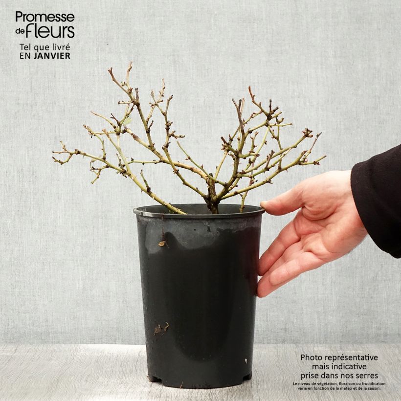 Example of Rosier Bee's Paradise Light Red Pot van 3 l/4 l as you get in hiver