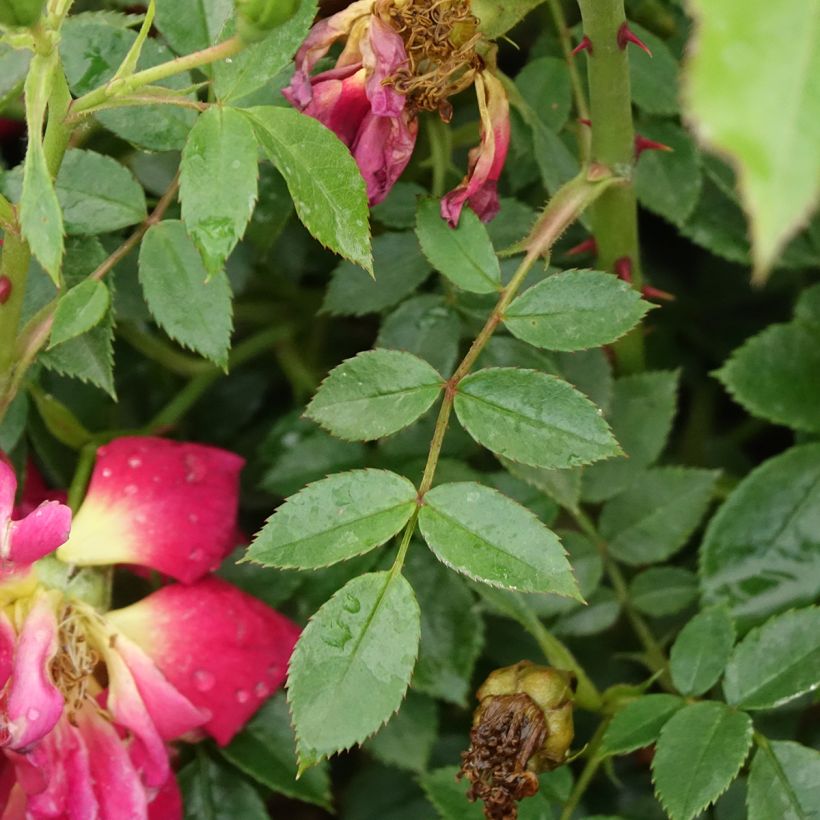 Rosa Bijenweelde Lichtrood - Polyantharoos (Blad)