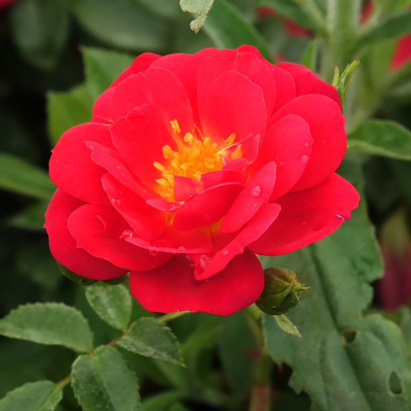 Rosa Bijenweelde Lichtrood - Polyantharoos (Bloei)