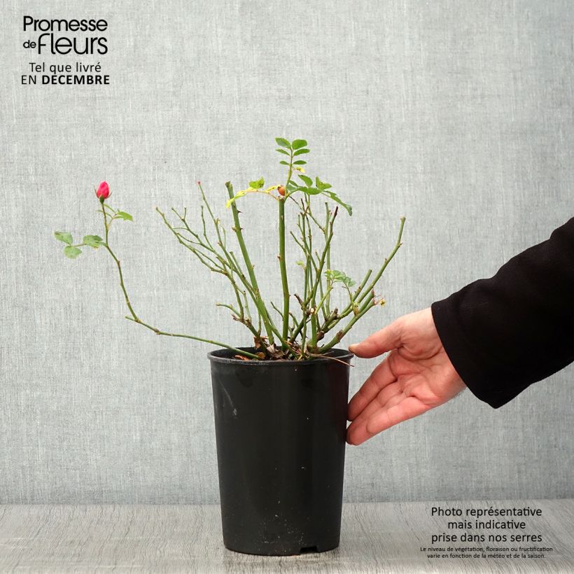 Exemplaar van Rosa Bees Paradise Pink - Polyantharoos Pot van 3 l/4 l zoals geleverd in de herfst