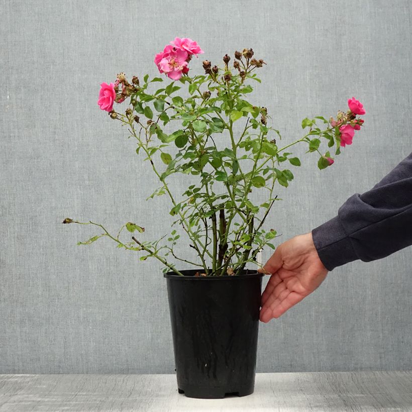 Exemplaar van Rosa Bees Paradise Pink - Polyantharoos Pot van 3 l/4 l zoals geleverd in de zomer