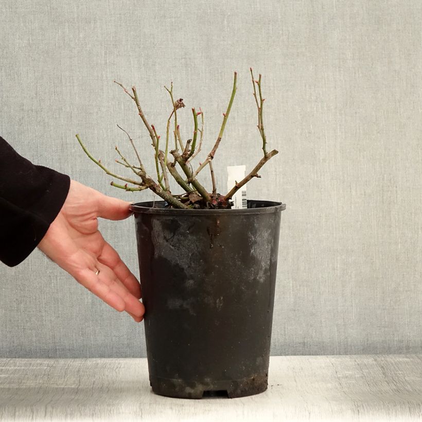 Example of Rosier Bees Paradise Pink  Pot van 3 l/4 l as you get in hiver