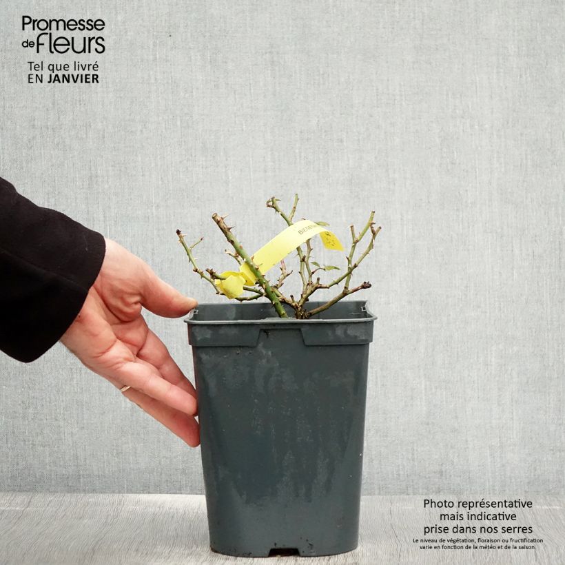 Exemplaar van Rosier Bees Paradise Gelb Pot de 3L/4L zoals geleverd in de winter