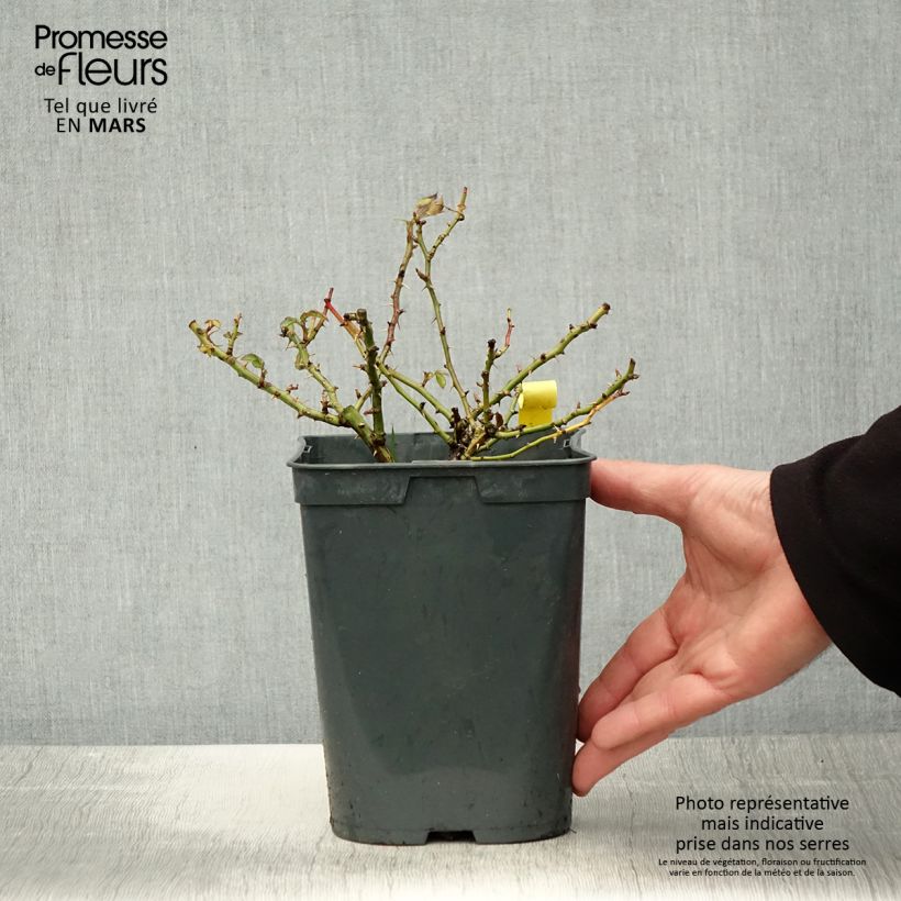 Exemplaar van Rosa Bienenweide Gelb - Polyantharoos Pot van 3 l/4 l zoals geleverd in de lente