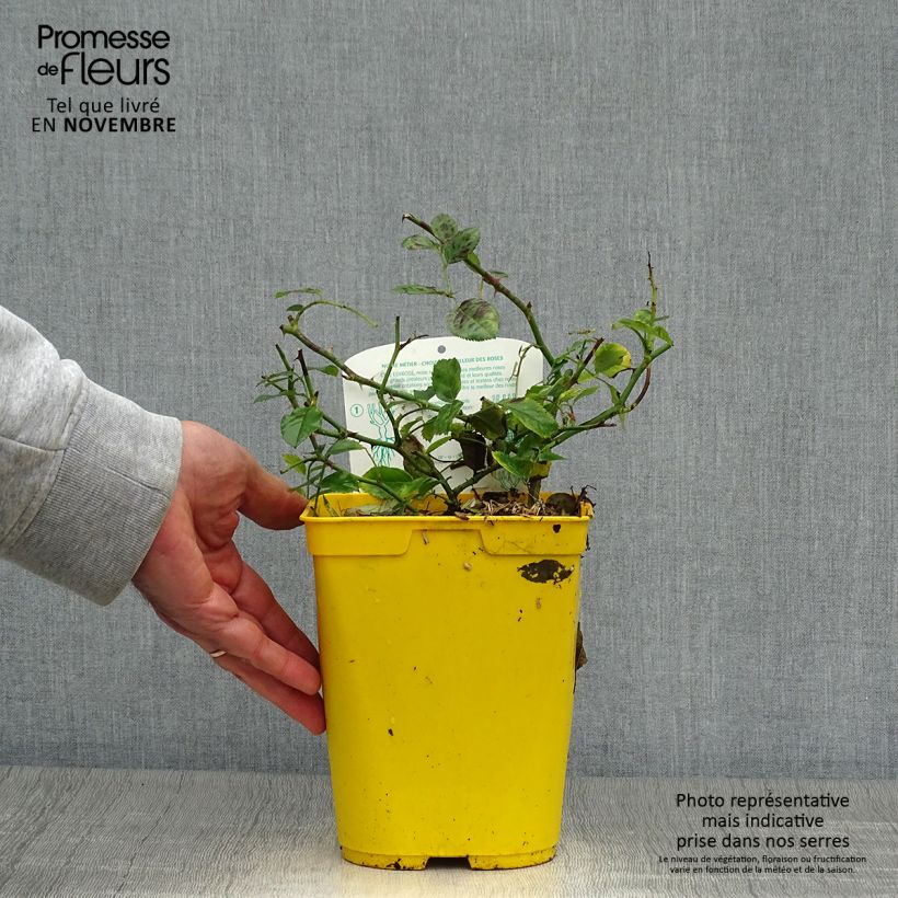 Exemplaar van Rosier Bees Paradise Ivory Pot de 3L/4L zoals geleverd in de herfst