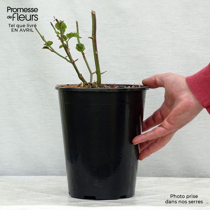 Exemplaar van Rosa Bentheimer Gold - Trosroos Pot van 2 l/3 l zoals geleverd in de lente