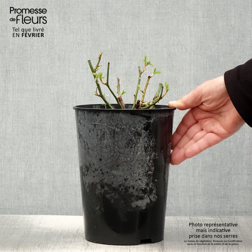 Example of Rosa Bleu Magenta - Historische klimroos Pot van 4 l/5 l as you get in hiver