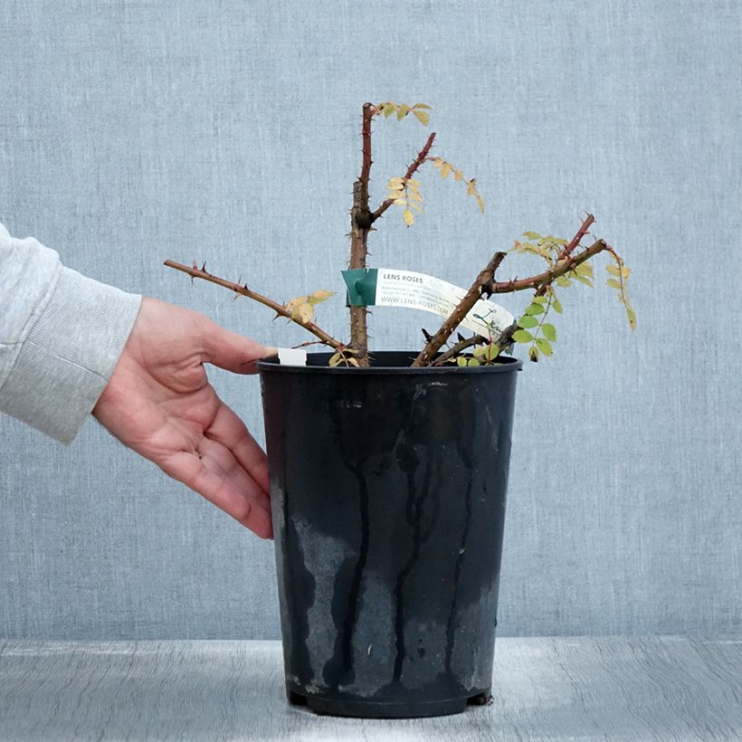 Exemplaar van Rosa Bourgogne - Botanische roos Pot van 4 l/5 l zoals geleverd in de herfst