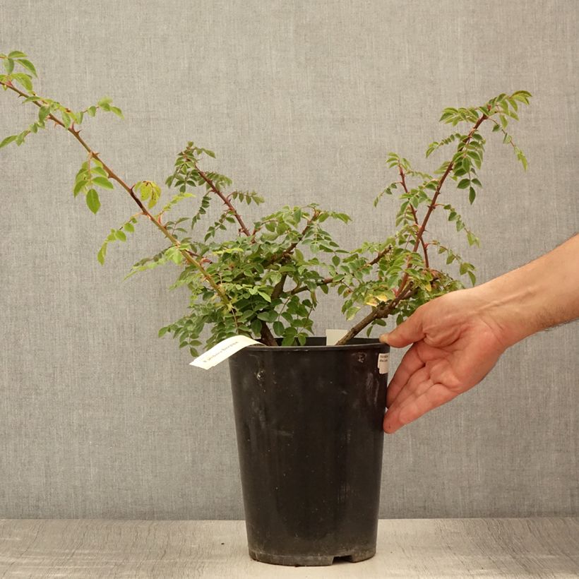 Exemplaar van Rosier botanique pendulina Bourgogne Pot de 4L/5L zoals geleverd in de zomer