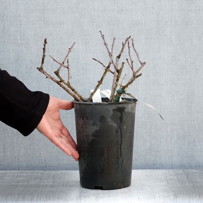 Example of Rosier botanique pendulina Bourgogne Pot van 4 l/5 l as you get in hiver