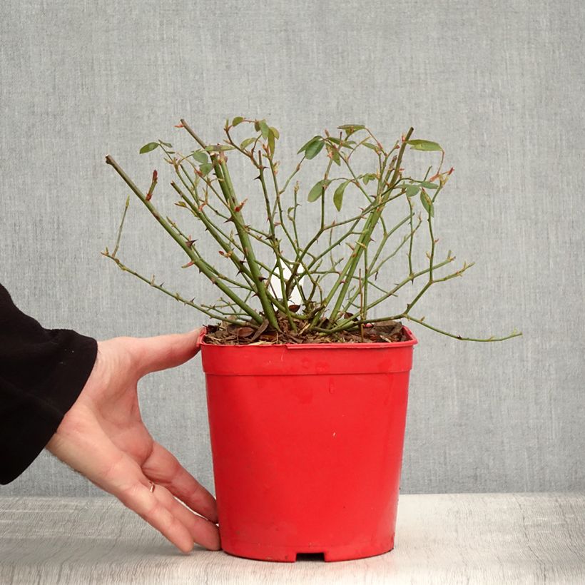 Example of Rosa Mutabilis - Chinese roos Pot van 2 l/3 l as you get in hiver