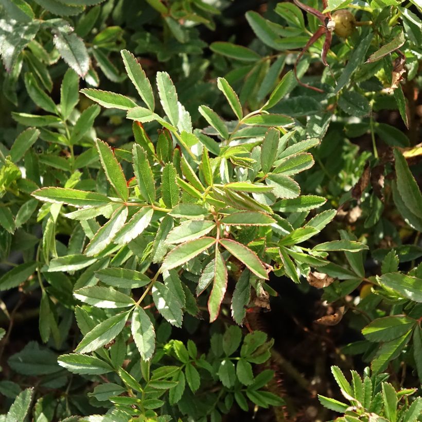Rosa nitida - Glansroos (Blad)