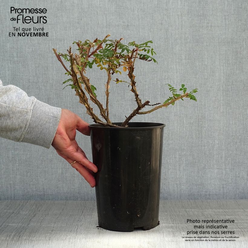 Exemplaar van Rosa omeiensis sericea pteracantha - Botanische roos Pot van 4 l/5 l zoals geleverd in de herfst