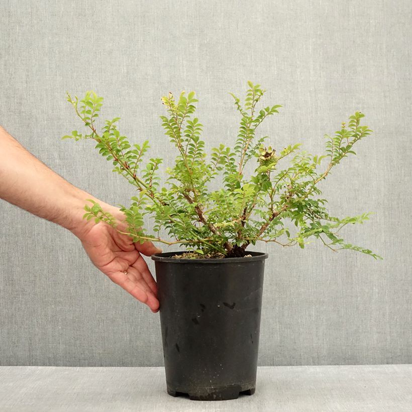 Exemplaar van Rosa Lampion - Kastanjeroos Pot van 4 l/5 l zoals geleverd in de zomer