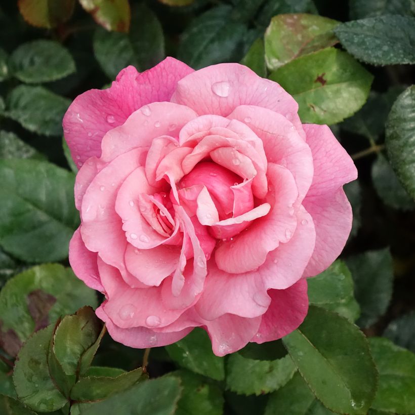 Rosa La Gaité - Grootbloemige roos (Bloei)