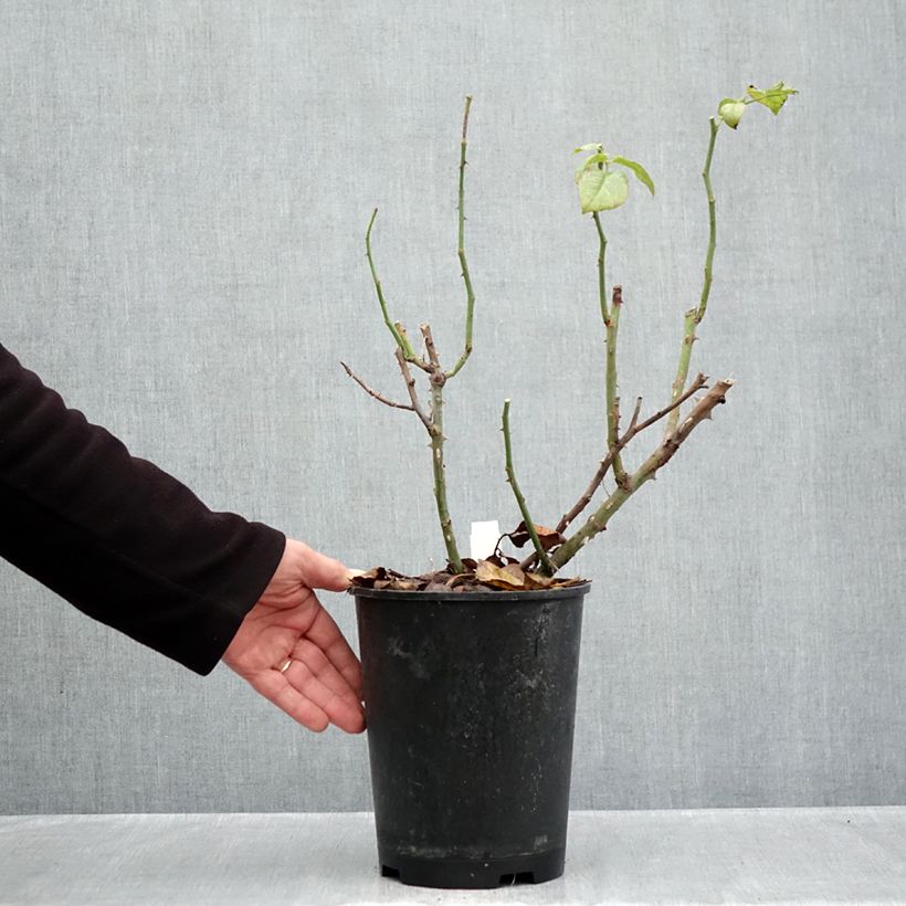 Exemplaar van Rosa La Gaité - Grootbloemige roos Pot van 4 l/5 l zoals geleverd in de herfst