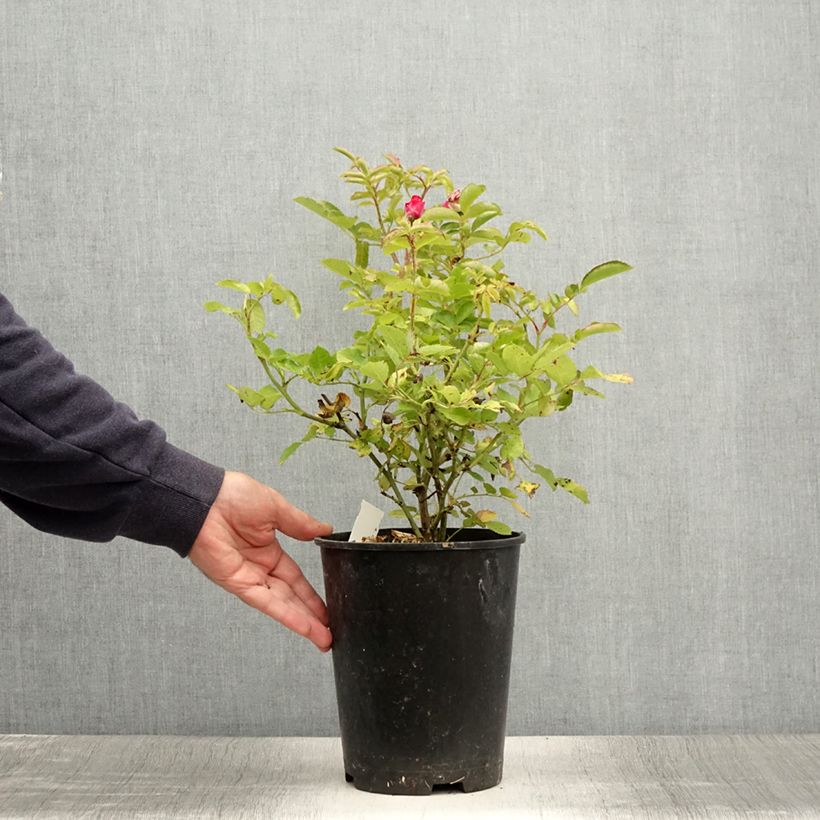 Exemplaar van Rosa Kaffe Fassett - Trosroos Pot van 2 l/3 l zoals geleverd in de zomer