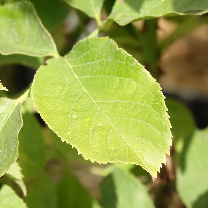 Rosa Pascali - Grootbloemige roos (Blad)
