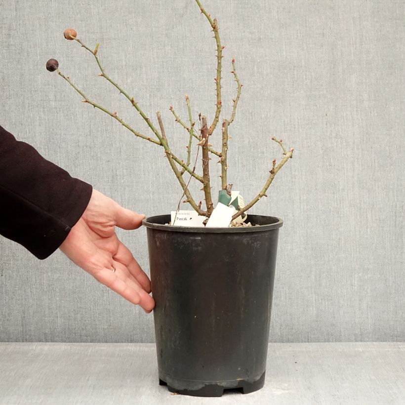 Exemplaar van Rosa Pascali - Grootbloemige roos Pot van 4 l/5 l zoals geleverd in de winter