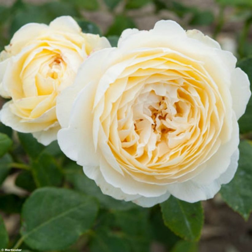 Rosa Claire Austin- Stamroos (Bloei)