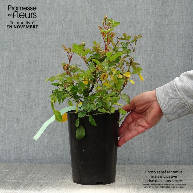 Exemplaar van Rosa Amica - Bodembedekkende roos Pot van 3 l/4 l zoals geleverd in de herfst