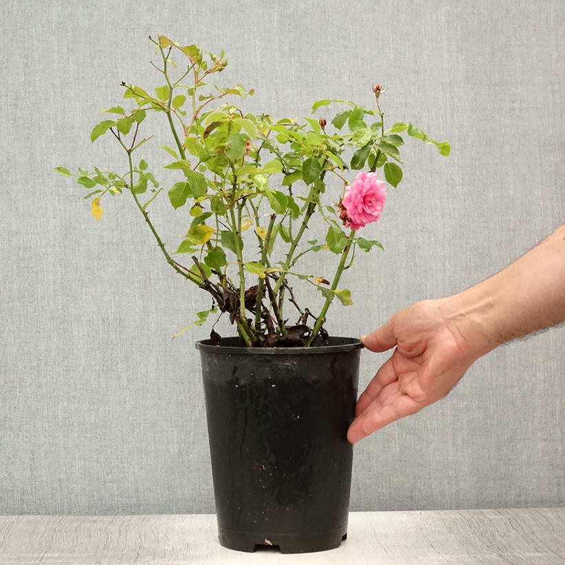 Exemplaar van Rosa Amica - Bodembedekkende roos Pot van 3 l/4 l zoals geleverd in de zomer