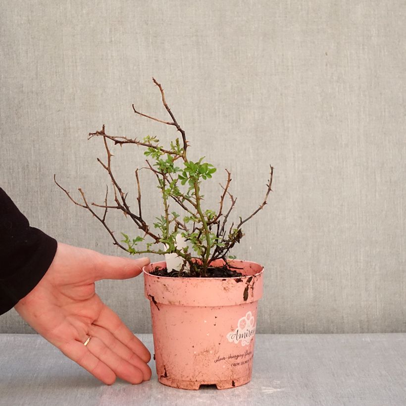 Example of Rosa Amirose - Bodembedekkende roos Pot van 12 cm / 13 cm as you get in hiver