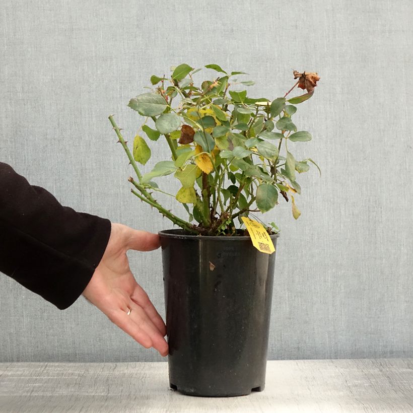 Exemplaar van Rosa Black Forest Rose - Bodembedekkende roos Pot van 4 l/5 l zoals geleverd in de herfst