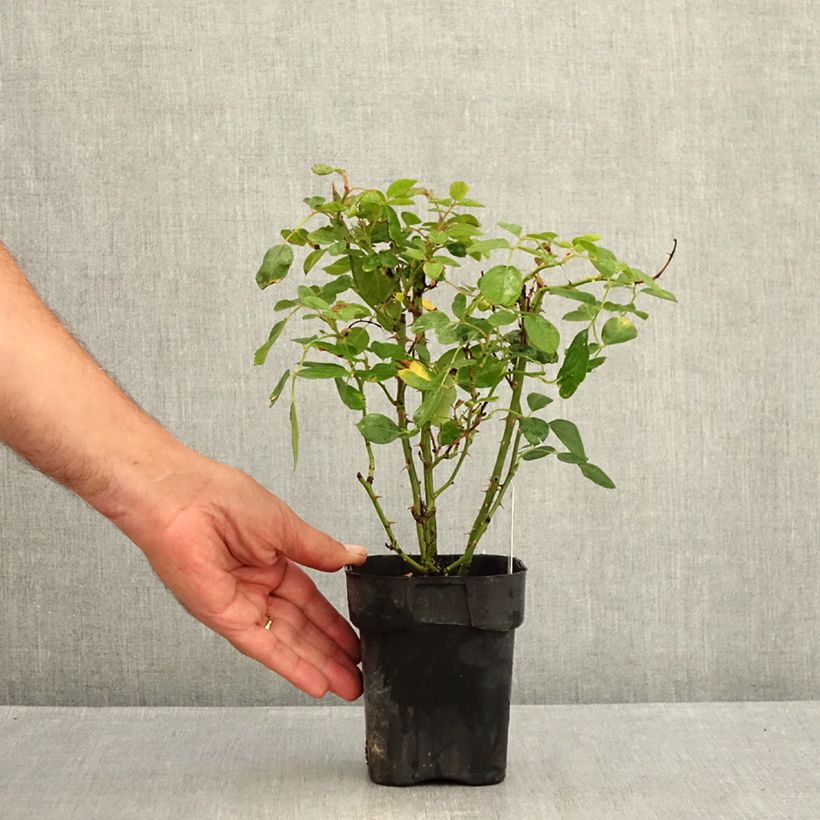 Example of Rosier couvre-sol Black Forest Rose Pot van 10 cm/11 cm as you get in ete