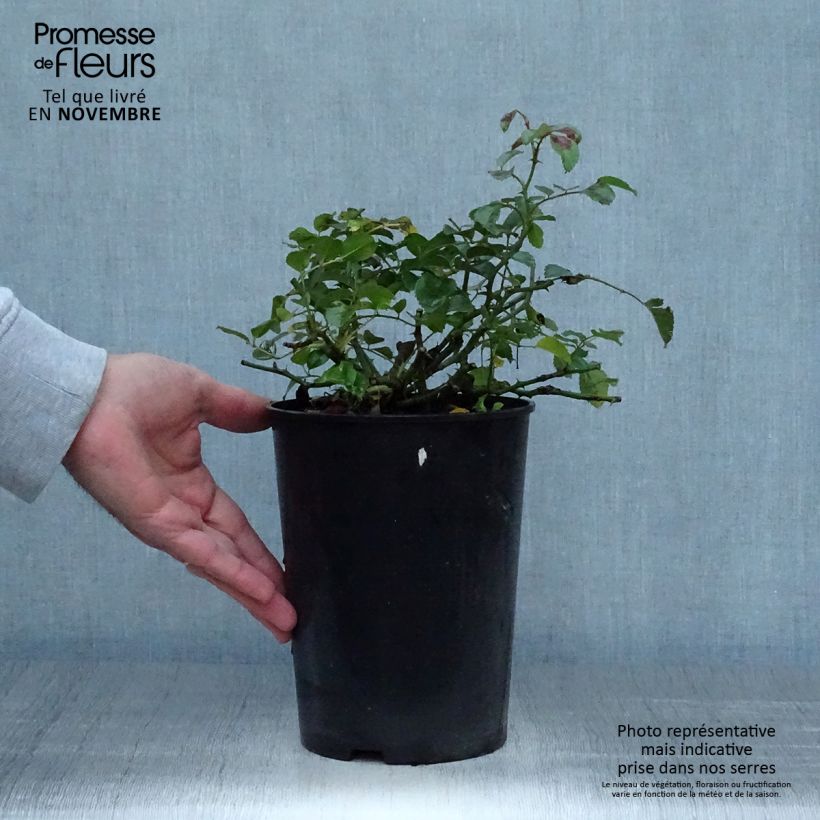 Exemplaar van Rosa Palmengarten Frankfurt - Bodembedekkende roos Pot van 3 l/4 l zoals geleverd in de herfst