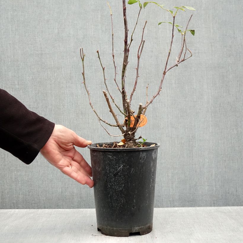 Exemplaar van Rosa Double Knock Out - Bodembedekkende roos Pot van 4 l/5 l zoals geleverd in de herfst