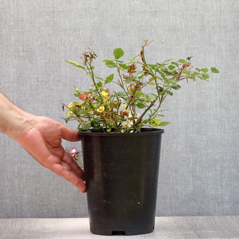 Exemplaar van Rosa Happy Chappy - Bodembedekkende roos Pot van 3 l/4 l zoals geleverd in de zomer