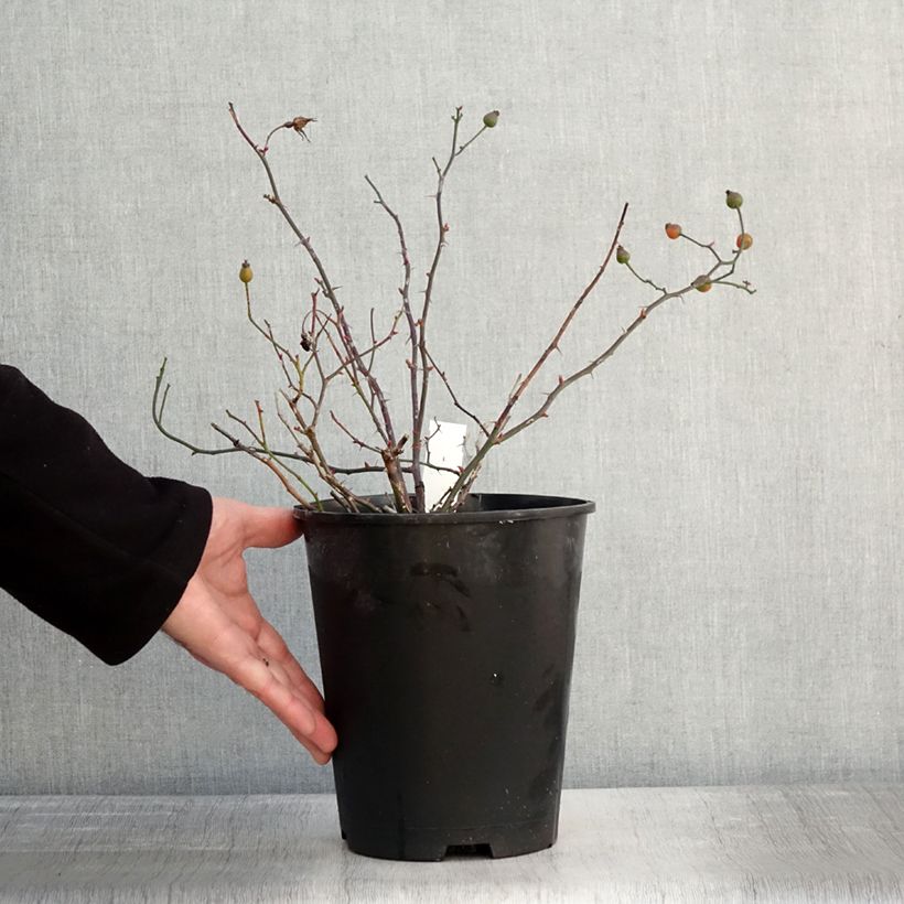 Example of Rosier couvre-sol Happy Chappy  Pot van 3 l/4 l as you get in hiver