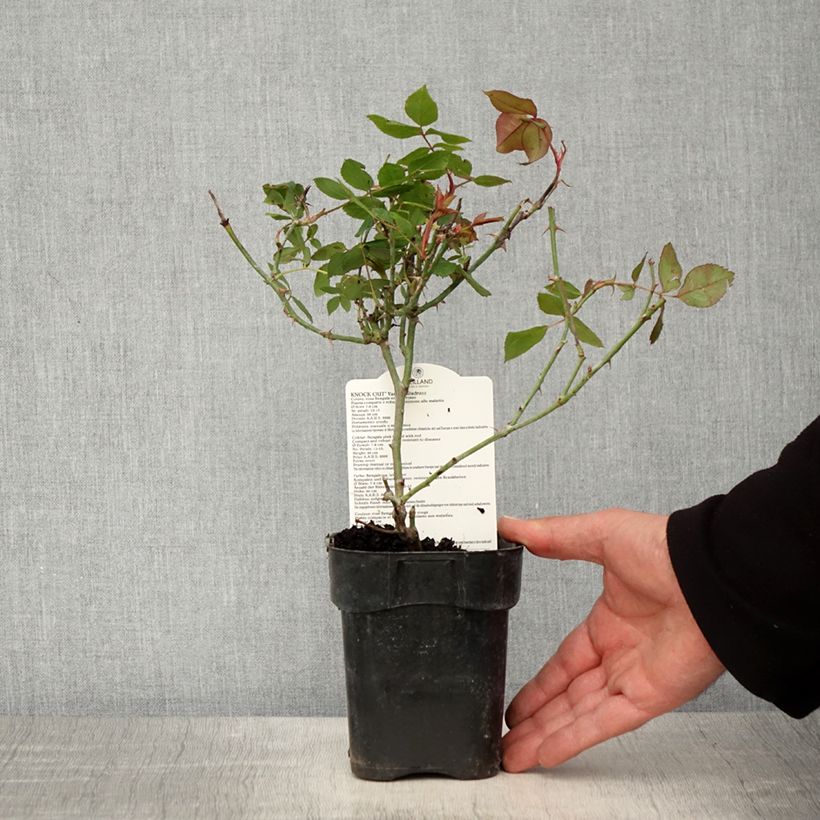 Example of Rosier couvre-sol Knock Out Radrazz Pot van 10 cm/11 cm as you get in printemps