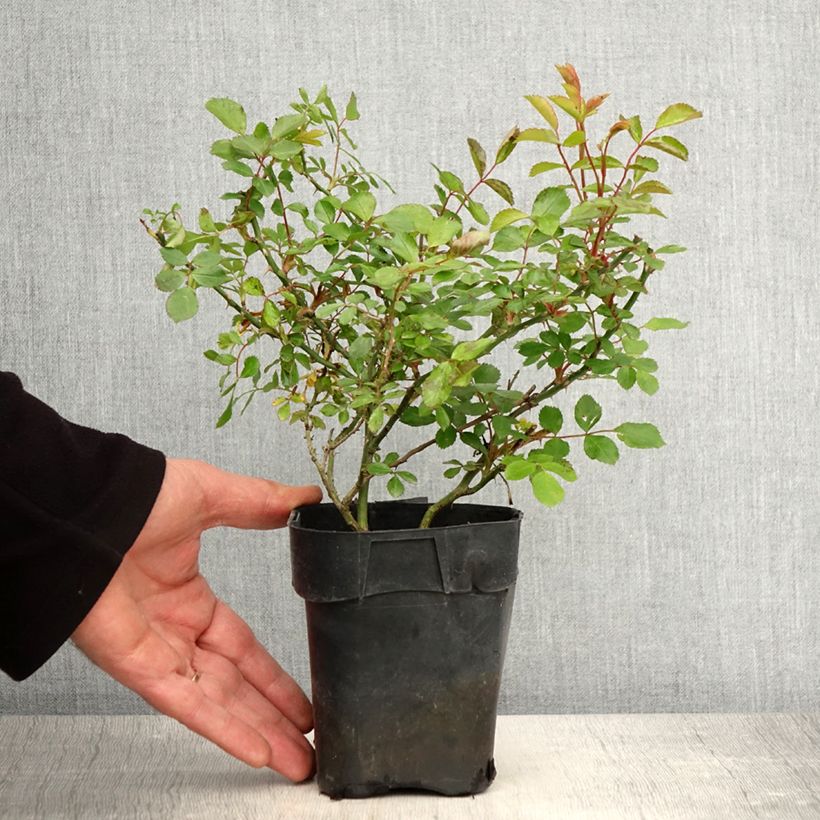 Example of Rosa Larissa - Bodembedekkende roos Pot van 10 cm/11 cm as you get in printemps