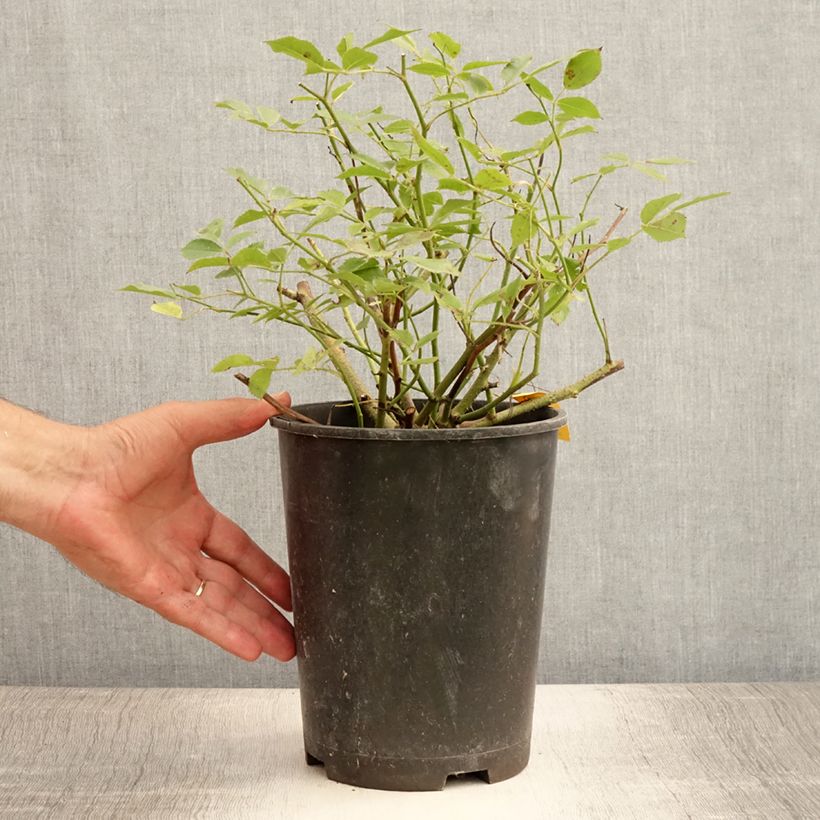 Exemplaar van Rosa Lavender Dream - Bodembedekkende struikroos Pot van 2 l/3 l zoals geleverd in de zomer