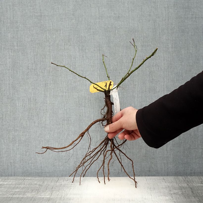 Exemplaar van Rosa Mirato - Bodembedekkende roos Naakte wortel zoals geleverd in de winter