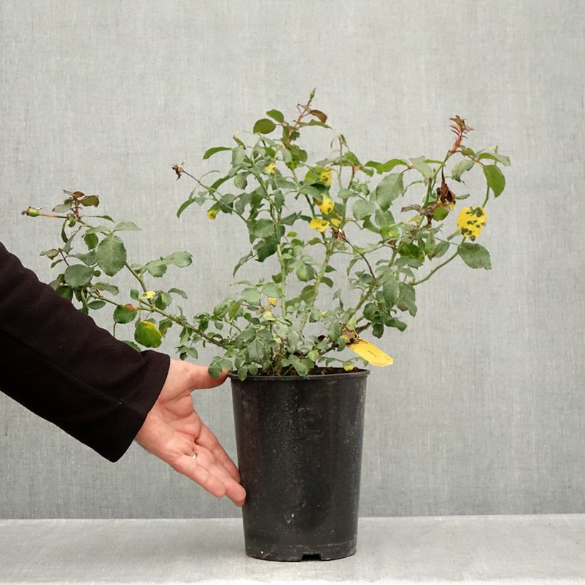 Exemplaar van Rosa Mirato - Bodembedekkende roos Pot van 4 l/5 l zoals geleverd in de herfst