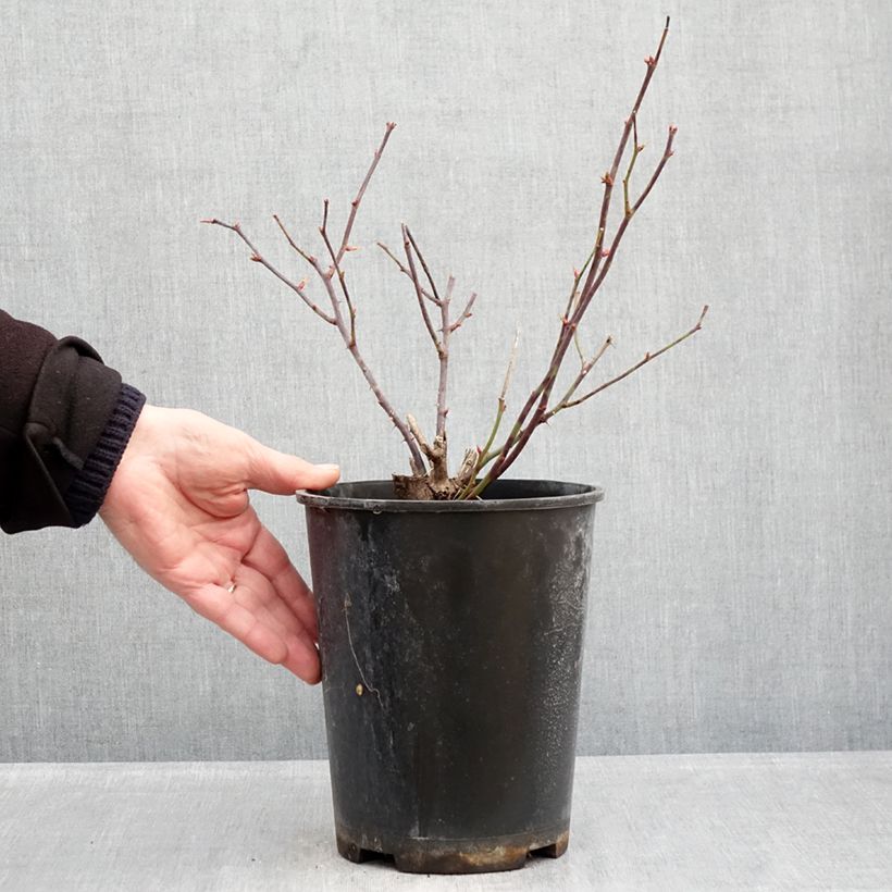 Exemplaar van Rosa Pink Double Knock Out - Bodembedekkende roos Pot van 4 l/5 l zoals geleverd in de winter